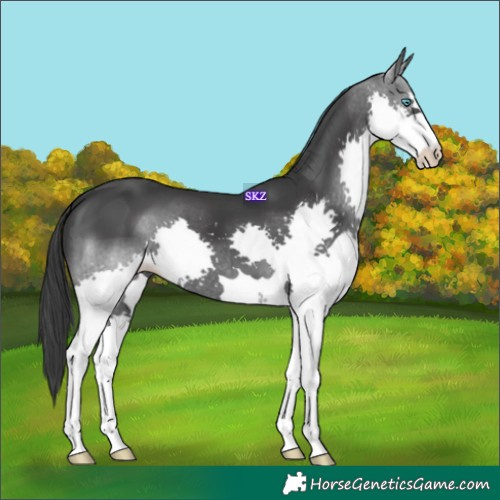 Horse Color:Black Splash 
