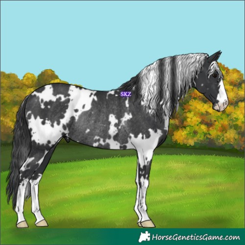 Horse Color:White Spotted Black Rabicano