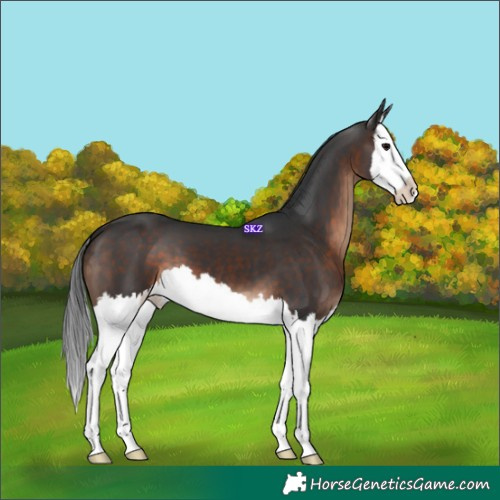 Horse Color:Brown Splash 