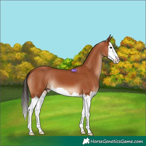 Horse Color:Bay Splash 