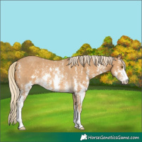 Horse Color:Palomino Sabino Rabicano 