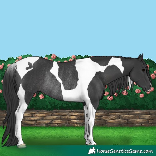 Horse Color:Black Tobiano Rabicano 
