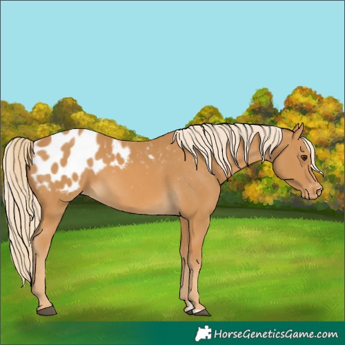 Horse Color:Palomino Appaloosa