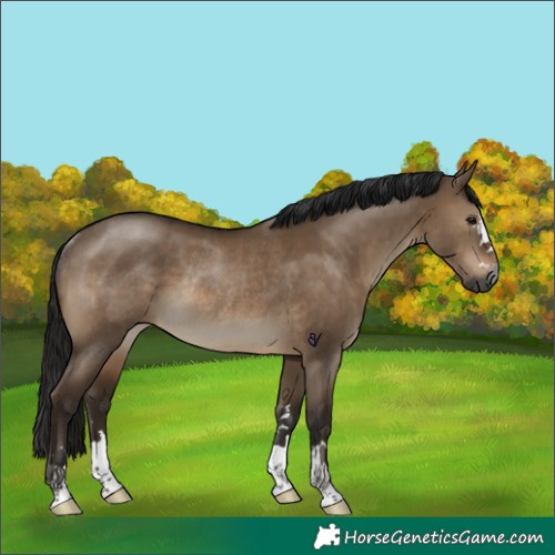 Horse Color:Gray Brown Dun Rabicano 