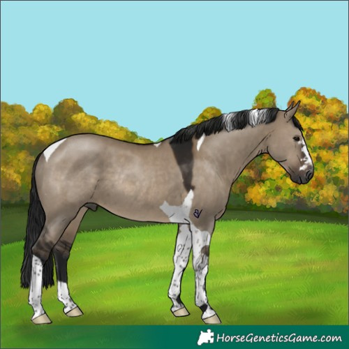 Horse Color:Gray Brown Dun Tobiano Rabicano