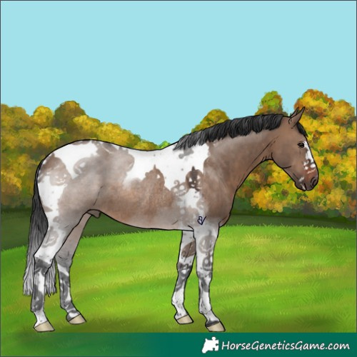 Horse Color:Brown Dun Tobiano Rabicano 