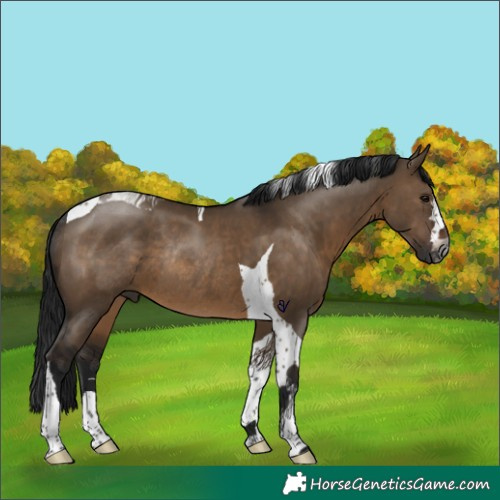 Horse Color:Gray Brown Dun Tobiano Rabicano