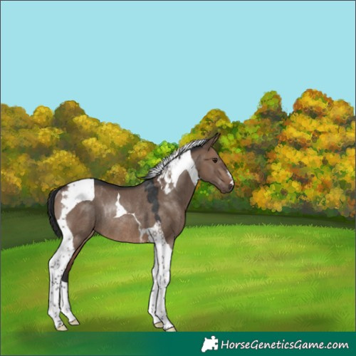 Horse Color:Brown Dun Tobiano Rabicano 