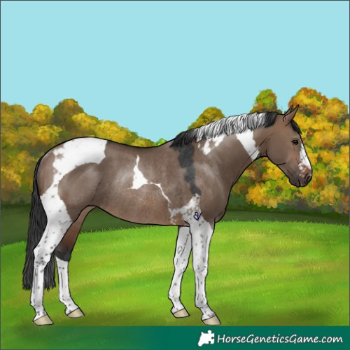 Horse Color:Brown Dun Tobiano Rabicano