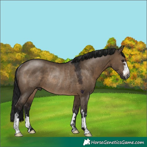 Horse Color:Gray Brown Dun Rabicano 