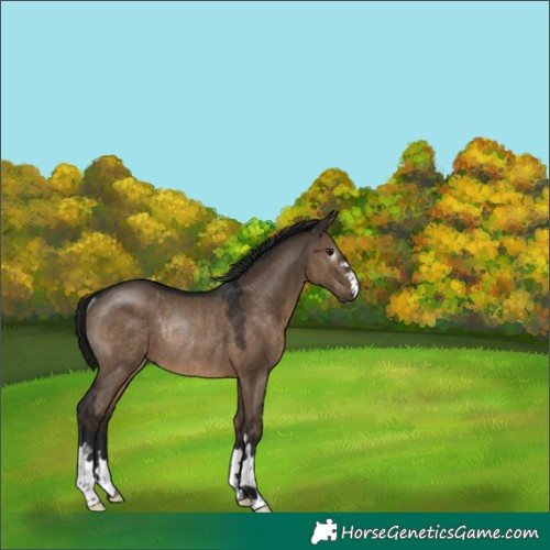 Horse Color:Gray Brown Dun Rabicano 