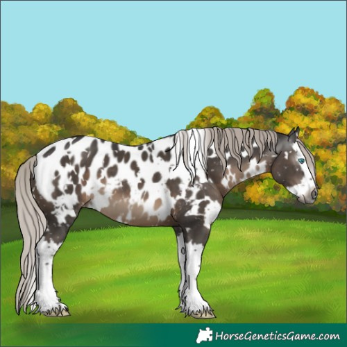 Horse Color:Gray White Spotted Silver Black Splash Appaloosa 