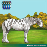 Horse Color:Gray White Spotted Silver Black Splash Appaloosa