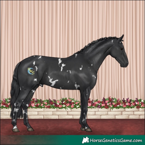 Horse Color:White Spotted Black