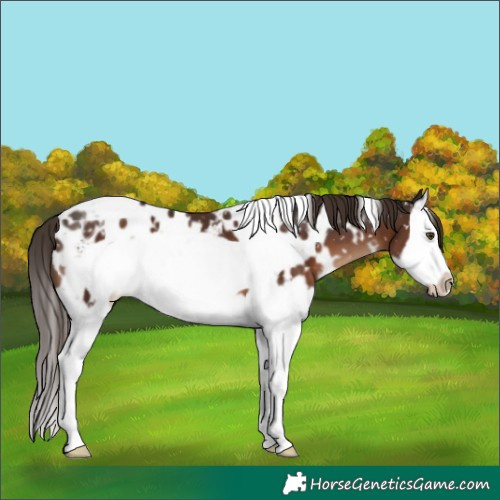 Horse Color:White Spotted Liver Chestnut Splash Frame Appaloosa 