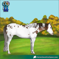 Horse Color:White Spotted Liver Chestnut Splash Frame Appaloosa