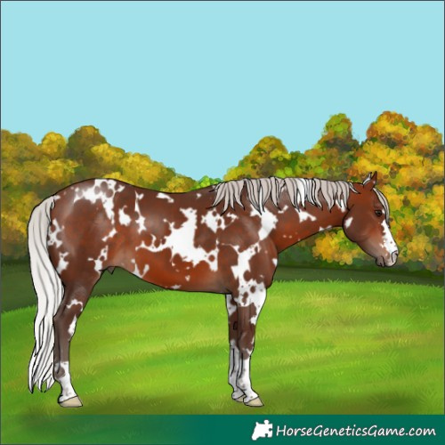Horse Color:White Spotted Silver Bay
