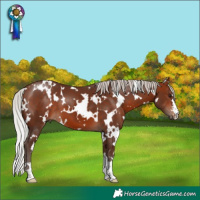 Horse Color:White Spotted Silver Bay 