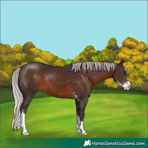 Horse Color:Silver Brown Sabino 