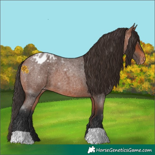 Horse Color:Bay Roan Appaloosa