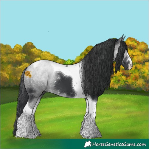 Horse Color:Black Tobiano 