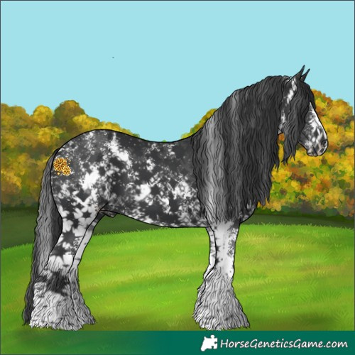 Horse Color:Black Sabino 
