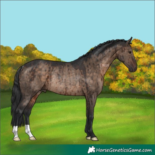 Horse Color:Brown Dun Rabicano Brindle 