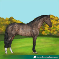 Horse Color:Brown Dun Rabicano Brindle