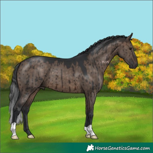 Horse Color:Brown Dun Brindle 