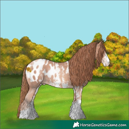 Horse Color:Gold Champagne Sabino Appaloosa 