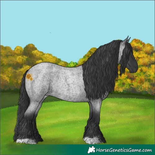 Horse Color:Blue Roan Rabicano 