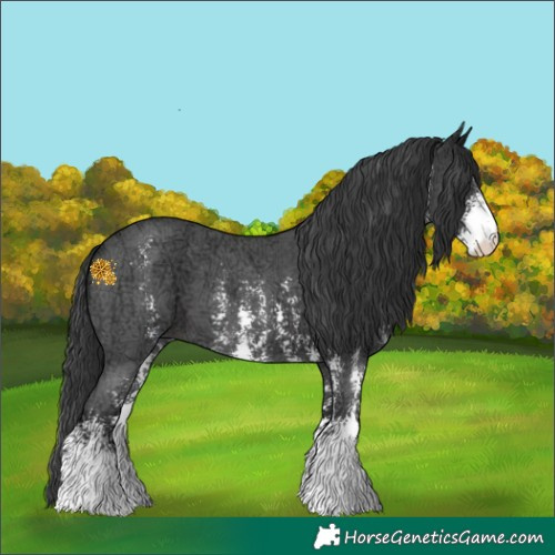 Horse Color:Black Ice Sabino 
