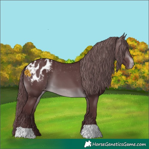 Horse Color:Chocolate Brown Chinchilla Appaloosa 