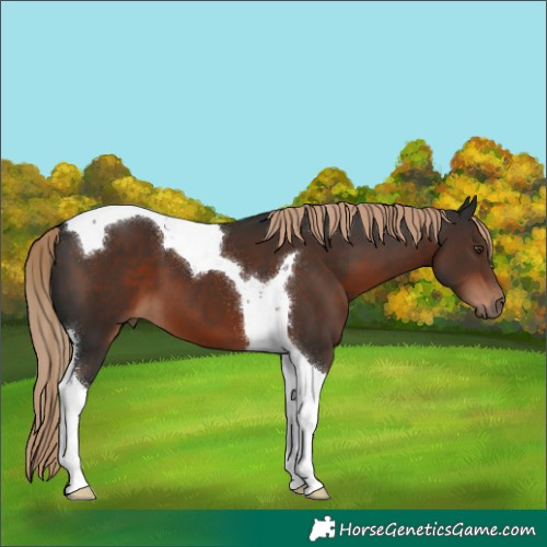 Horse Color:Liver Chestnut Tobiano 