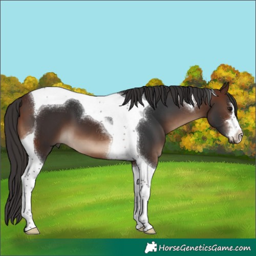 Horse Color:Brown Tobiano 