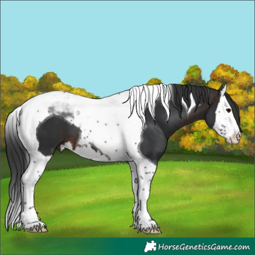 Horse Color:Brown Splash Tobiano 