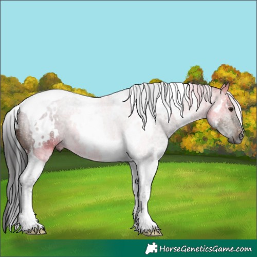 Horse Color:Gray White Spotted Bay Dun Tobiano 