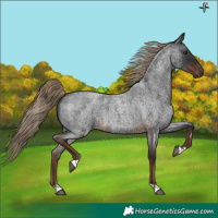 Horse Color:Liver Red Roan 