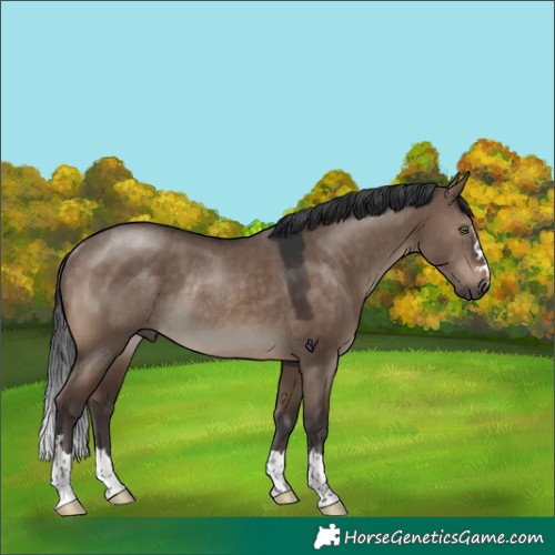 Horse Color:Brown Dun Rabicano 