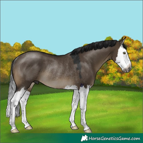Horse Color:Gray Brown Dun Splash Rabicano