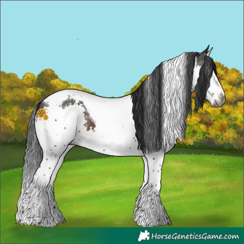 Horse Color:Gray White Spotted Brown Splash Tobiano 