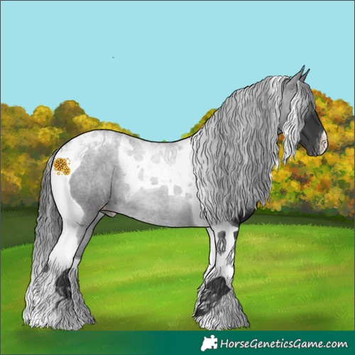 Horse Color:Black Tobiano Appaloosa