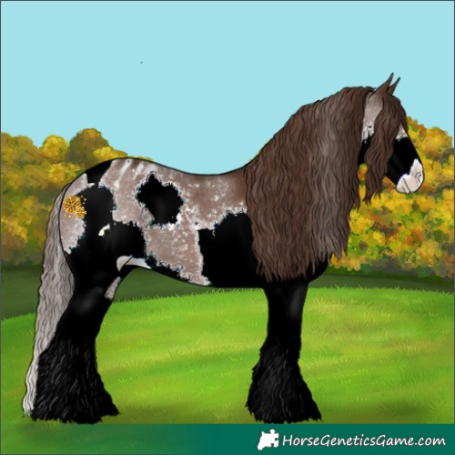 Horse Color:Liver Chestnut Splash Tobiano Appaloosa