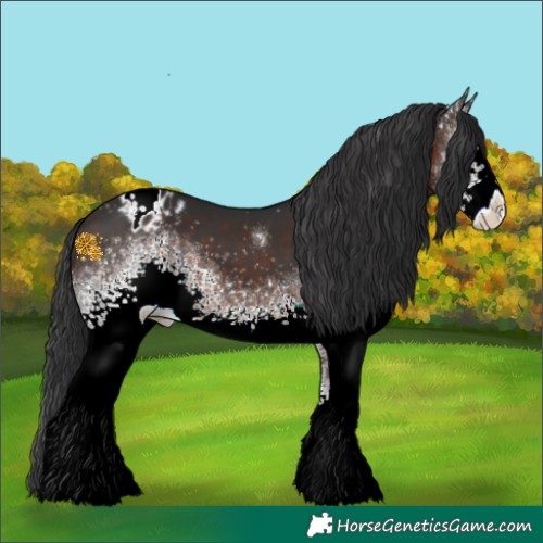 Horse Color:White Spotted Brown Appaloosa