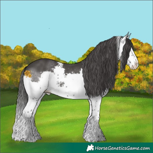 Horse Color:Black Sabino Splash 