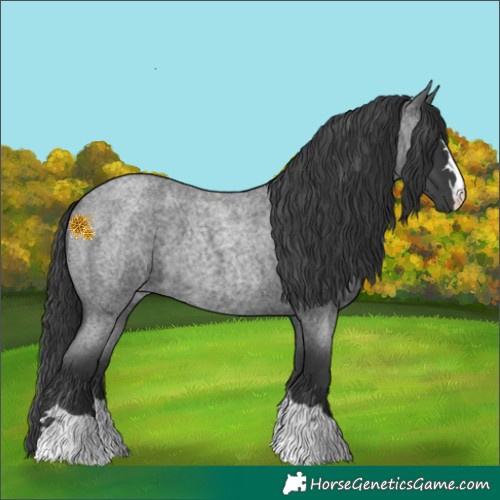 Horse Color:Blue Roan 