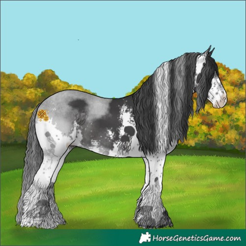 Horse Color:Black Sabino Splash