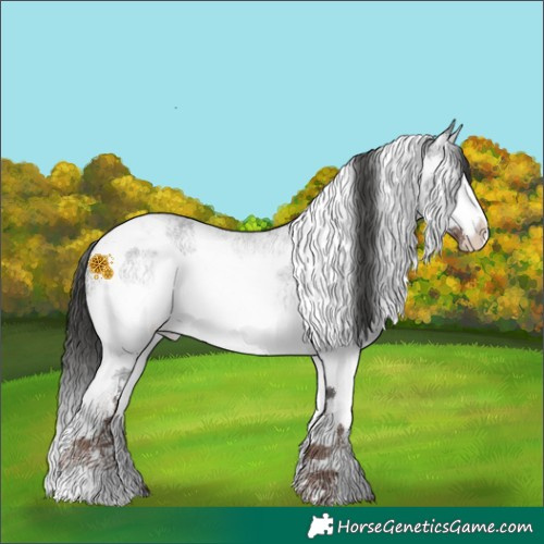 Horse Color:Liver Red Roan Splash Tobiano Appaloosa 