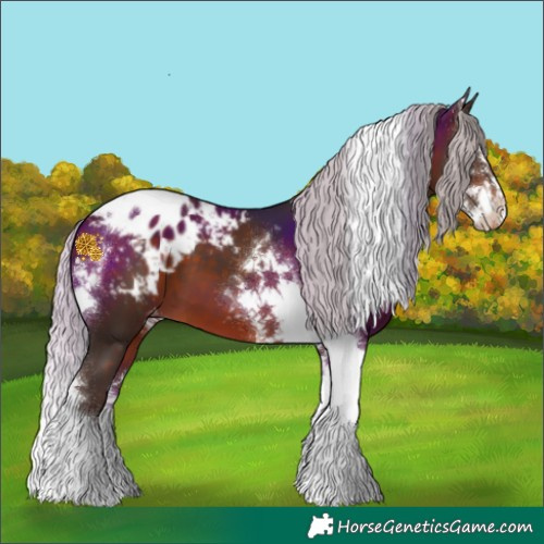 Horse Color:Silver Brown Sabino Tobiano Appaloosa 