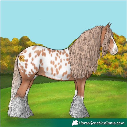Horse Color:Gold Champagne Splash Appaloosa